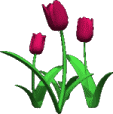 TulipsCrimson_Sm.gif
